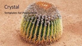  Presentation with honey bee closeup view - Theme having mexican desert - huge cactus closeup view background and a coral colored foreground