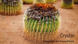  Presentation with cactus - Colorful slides enhanced with mexican desert - huge cactus closeup view backdrop and a coral colored foreground