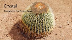  Presentation with honey bee closeup view - Audience pleasing slide deck consisting of mexican desert - huge cactus closeup view backdrop and a coral colored foreground