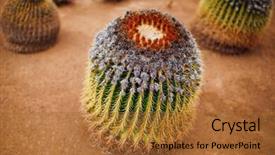  Presentation with cactus - Colorful presentation theme enhanced with mexican desert - huge cactus closeup view backdrop and a red colored foreground