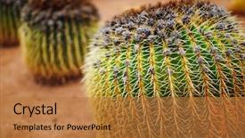  Presentation with honey bee closeup view - Slides enhanced with mexican desert - huge cactus closeup view background and a gold colored foreground