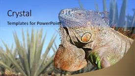  Presentation with tequila - Amazing PPT theme having mexican desert - iguana mexico in agave tequila backdrop and a light blue colored foreground