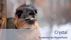  Presentation with lama - Slides with mexican desert - lama close up portrait background and a sky blue colored foreground