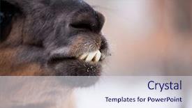  Presentation with lama - Colorful theme enhanced with mexican desert - lama close up portrait backdrop and a sky blue colored foreground