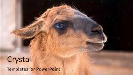  Presentation with lama - PPT theme having mexican desert - lama close up portrait background and a coral colored foreground