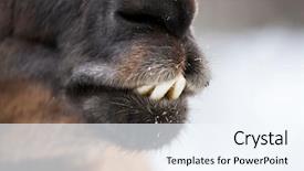  Presentation with lama - PPT theme consisting of mexican desert - lama close up portrait background and a sky blue colored foreground