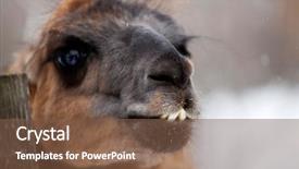  Presentation with lama - Theme having mexican desert - lama close up portrait background and a tawny brown colored foreground