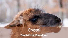  Presentation with lama - Colorful PPT theme enhanced with mexican desert - lama close up portrait backdrop and a tawny brown colored foreground