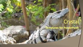  Presentation with rock - Amazing presentation theme having mexican desert - large iguana resting backdrop and a violet colored foreground