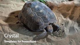  Presentation with tortoise - PPT layouts enhanced with mexican desert - texas tortoise gopherus berlandieri wildlife background and a  colored foreground