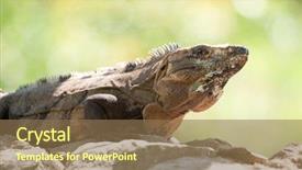  Presentation with rock - PPT layouts consisting of mexican desert - wild iguana portrait background and a coral colored foreground