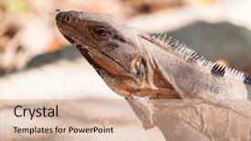  Presentation with mexico - Audience pleasing slide deck consisting of mexican desert - wild iguana sitting backdrop and a lemonade colored foreground