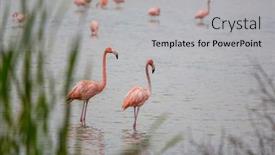  Presentation with lagoon - PPT theme featuring mexican-flamingos-wade-in-lagoon background and a light gray colored foreground