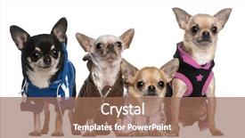  Presentation with mexican - PPT theme having mexican hairless dog and chihuahuas background and a coral colored foreground