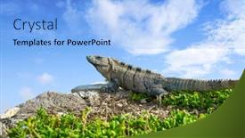  Presentation with maya - Colorful slide set enhanced with mexican iguana in tulum with caribbean sea of riviera maya mexico backdrop and a light blue colored foreground