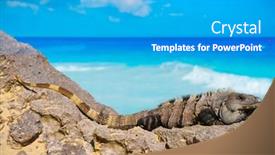  Presentation with maya - Slide deck consisting of mexican iguana in tulum with caribbean sea of riviera maya mexico background and a teal colored foreground
