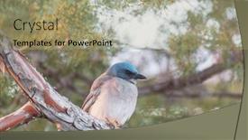 Presentation with mexican - Theme with mexican-jay-in-the-chiricahua background and a coral colored foreground