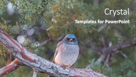  Presentation with mountains and the sacred geometry - Slide set enhanced with mexican-jay-in-the-chiricahua background and a gray colored foreground