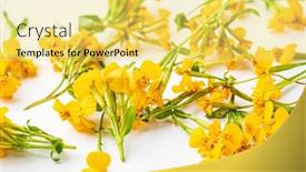  Presentation with mexican - Amazing presentation theme having mexican-marigold-on-the-white backdrop and a yellow colored foreground