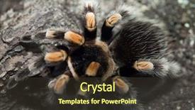  Presentation with mexican - Slide set enhanced with mexican redknee tarantula brachypelma smithi background and a tawny brown colored foreground