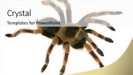  Presentation with mexican - Slide deck featuring mexican redknee tarantula in front of a white background background and a white colored foreground