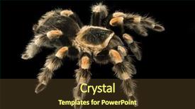  Presentation with black death disease - Audience pleasing presentation theme consisting of mexican redknee tarantula on black backdrop and a  colored foreground
