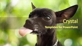  Presentation with plants - Colorful presentation theme enhanced with mexican theme - funny chihuahua against plants background backdrop and a tawny brown colored foreground