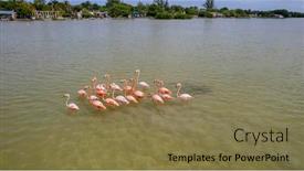  Presentation with flamingo - Presentation theme enhanced with mexico-celestun-biosphere-reserve background and a violet colored foreground