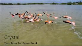  Presentation with flamingo - Theme featuring mexico-celestun-biosphere-reserve background and a coral colored foreground