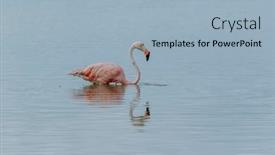  Presentation with flamingo - Presentation theme consisting of mexico-celestun-biosphere-reserve background and a light blue colored foreground