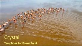  Presentation with flamingo - Slides enhanced with mexico-celestun-biosphere-reserve background and a tawny brown colored foreground