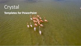  Presentation with flamingo - Presentation theme having mexico-celestun-biosphere-reserve background and a violet colored foreground