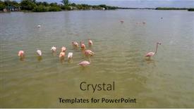  Presentation with flamingo - PPT layouts with mexico-celestun-biosphere-reserve background and a violet colored foreground