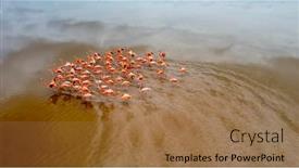  Presentation with flamingo - PPT theme featuring mexico-celestun-biosphere-reserve background and a coral colored foreground