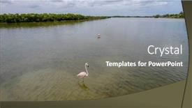  Presentation with flamingo - Presentation theme consisting of mexico-celestun-biosphere-reserve background and a gray colored foreground