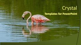  Presentation with flamingo - Theme having mexico-celestun-biosphere-reserve background and a tawny brown colored foreground