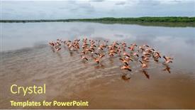  Presentation with flamingo - Presentation theme enhanced with mexico-celestun-biosphere-reserve background and a coral colored foreground