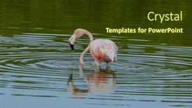  Presentation with flamingo - Presentation design featuring mexico-celestun-biosphere-reserve background and a tawny brown colored foreground