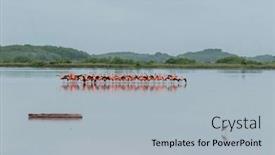  Presentation with mexico - Slide deck with mexico-celestun-biosphere-reserve background and a light blue colored foreground