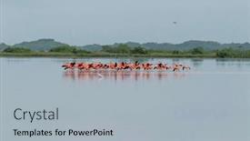  Presentation with mexico - PPT theme enhanced with mexico-celestun-biosphere-reserve and a light gray colored foreground