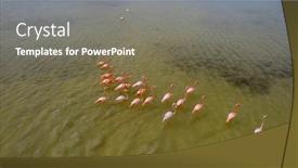  Presentation with mexico - PPT theme with mexico-celestun-biosphere-reserve and a gray colored foreground