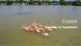  Presentation with mexico - Theme featuring mexico-celestun-biosphere-reserve background and a coral colored foreground