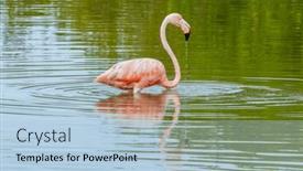  Presentation with mexico - Slide deck having mexico-celestun-biosphere-reserve and a light blue colored foreground