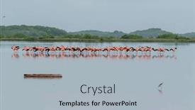  Presentation with mexico - Slides enhanced with mexico-celestun-biosphere-reserve and a light gray colored foreground