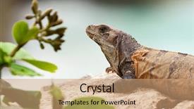 Presentation with do not disturb wildlife - Slides consisting of mexico vacation - wild iguana portrait in wildlife background and a coral colored foreground