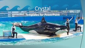  Presentation with killer whale - Colorful presentation theme enhanced with miami-us-december-8-2013 backdrop and a teal colored foreground
