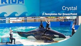  Presentation with killer whale - Slide set having miami-us-december-8-2013 background and a teal colored foreground