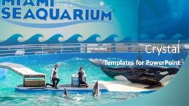  Presentation with killer whale - Presentation theme featuring miami-us-december-8-2013 background and a teal colored foreground
