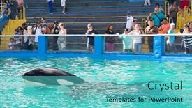  Presentation with killer whale - Beautiful PPT theme featuring miami-us-december-8-2013 backdrop and a seafoam green colored foreground