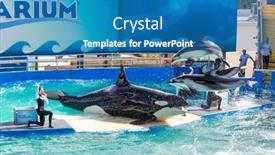  Presentation with killer whale - Slide set with miami-us-december-8-2013 background and a teal colored foreground